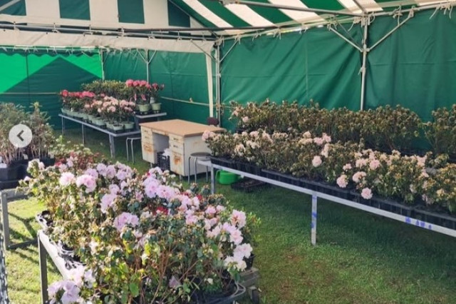 ツツジ苗木販売